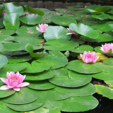Alive in the Mire: Swampland Flowers