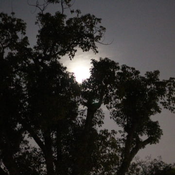 The Light of a New Year